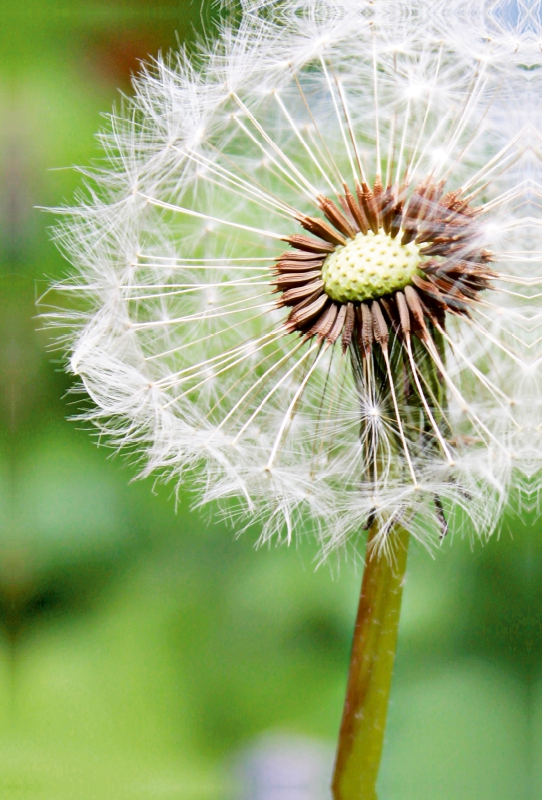 Pusteblume