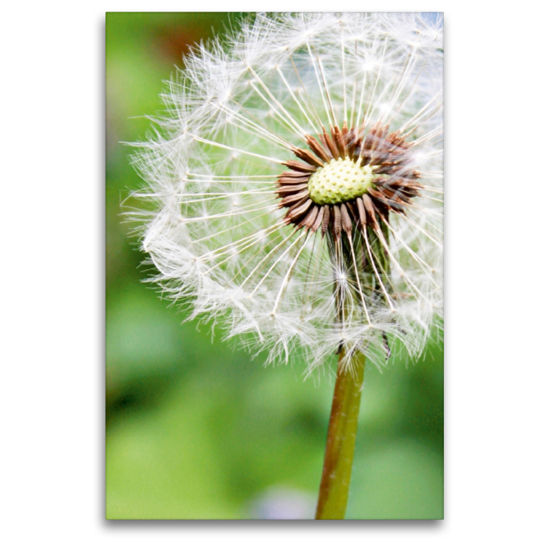 Pusteblume