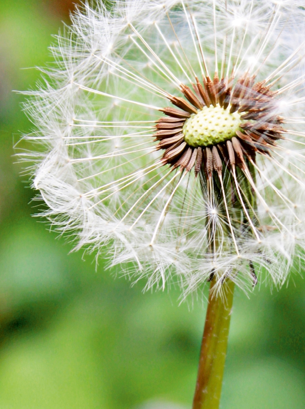 Pusteblume