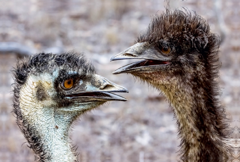 Emus in den  Mareeba Wetlands