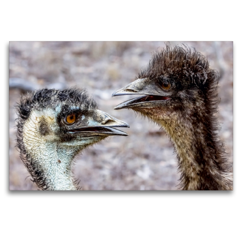 Emus in den  Mareeba Wetlands