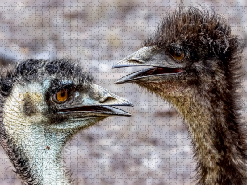 Emus in den  Mareeba Wetlands