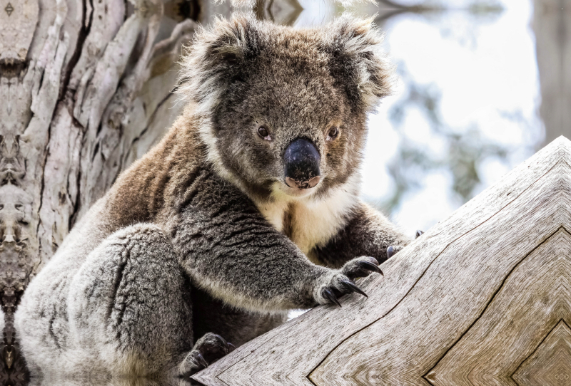 Koala  im Eukalyptusbaum