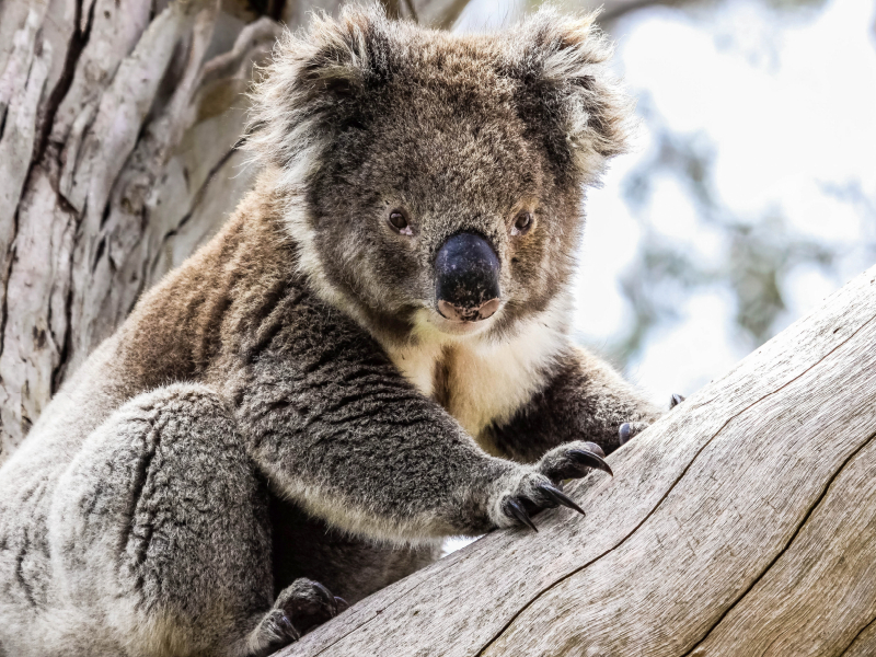 Koala  im Eukalyptusbaum