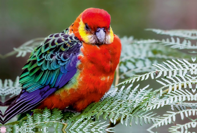 Western Rosella