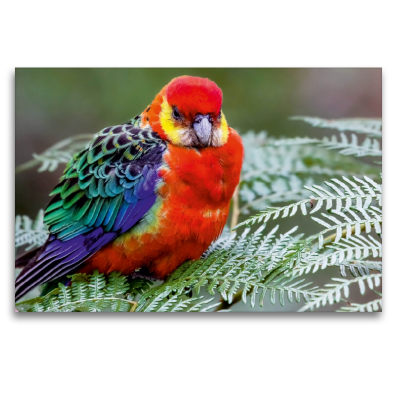 Western Rosella