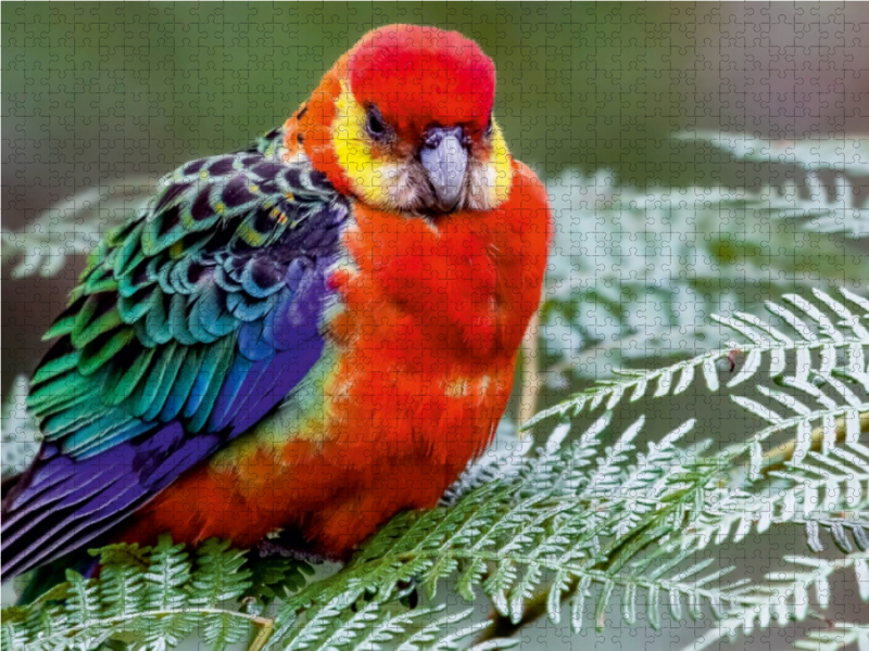 Western Rosella