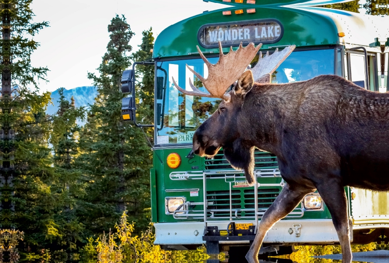 Elchbulle im  Denali National Park