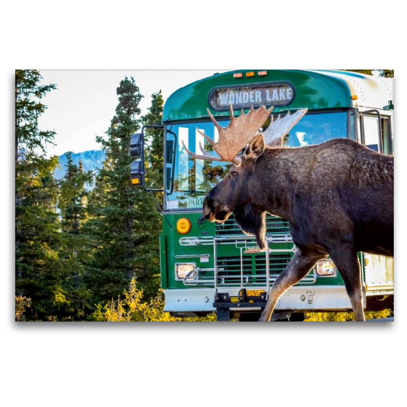 Elchbulle im  Denali National Park