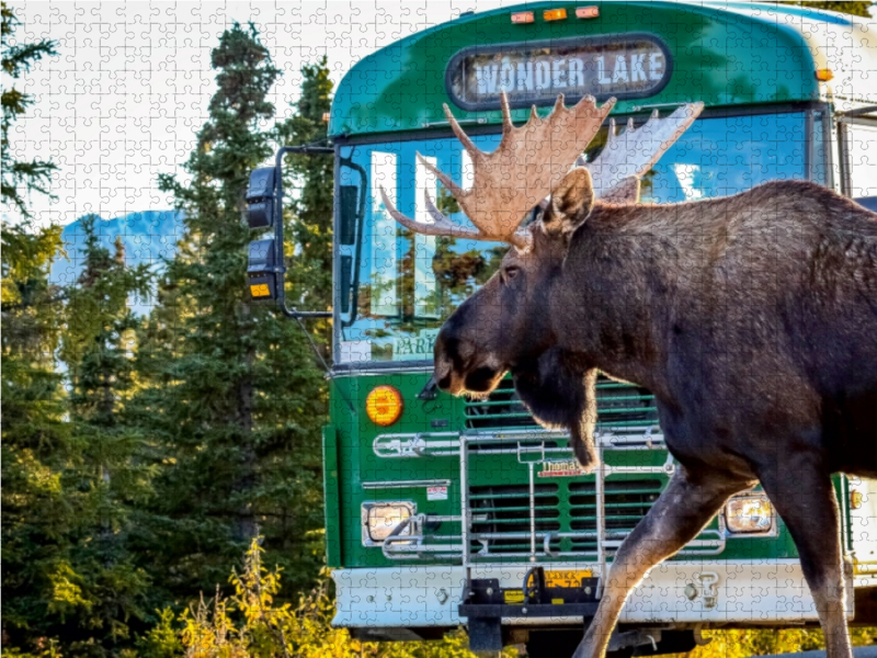 Elchbulle im  Denali National Park