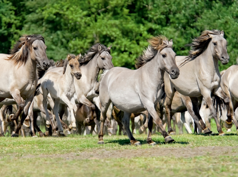 Galoppierende Herde Dülmener Wildpferde