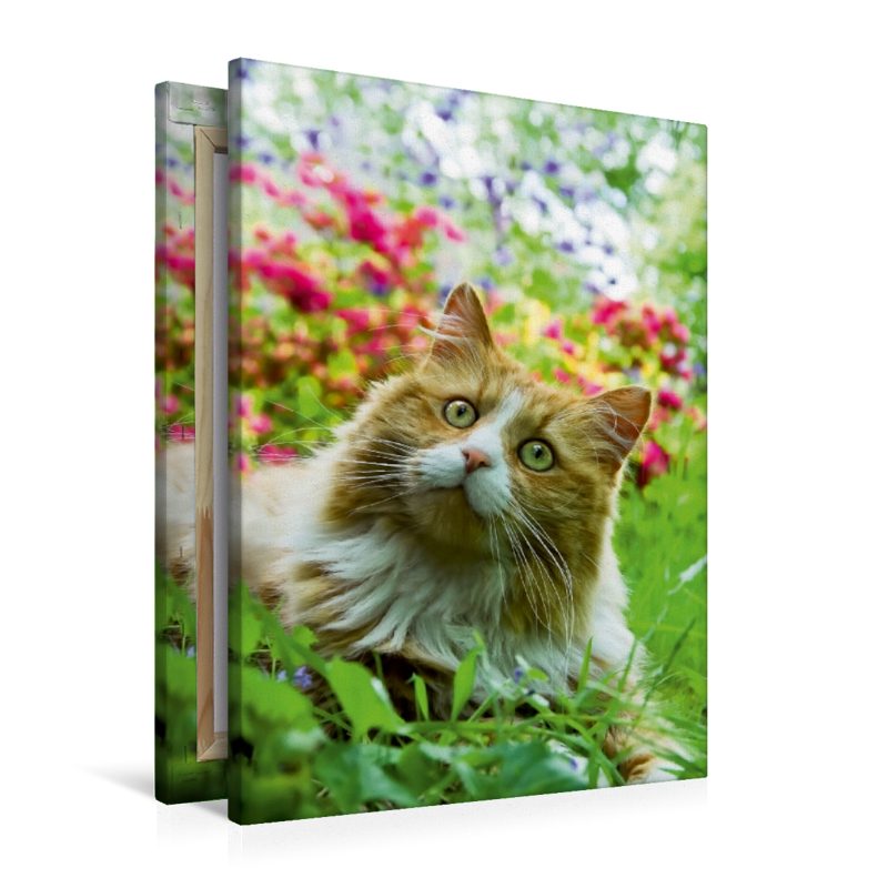 Calvendo Leinwand — Katze im Garten Porträt