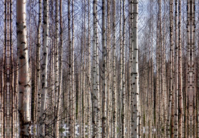 Finnland Birkenwald