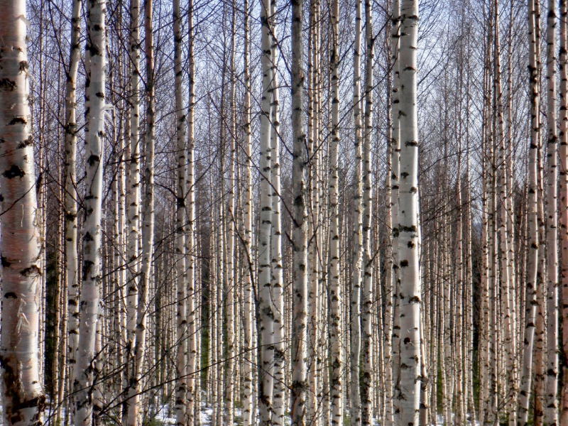 Finnland Birkenwald