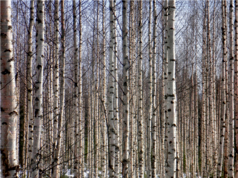 Finnland Birkenwald