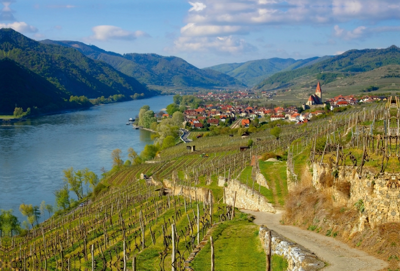 Weinberge bei Weißenkirchen