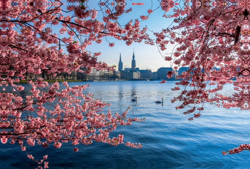 Japanische Kirschblüten an der Binnenalster