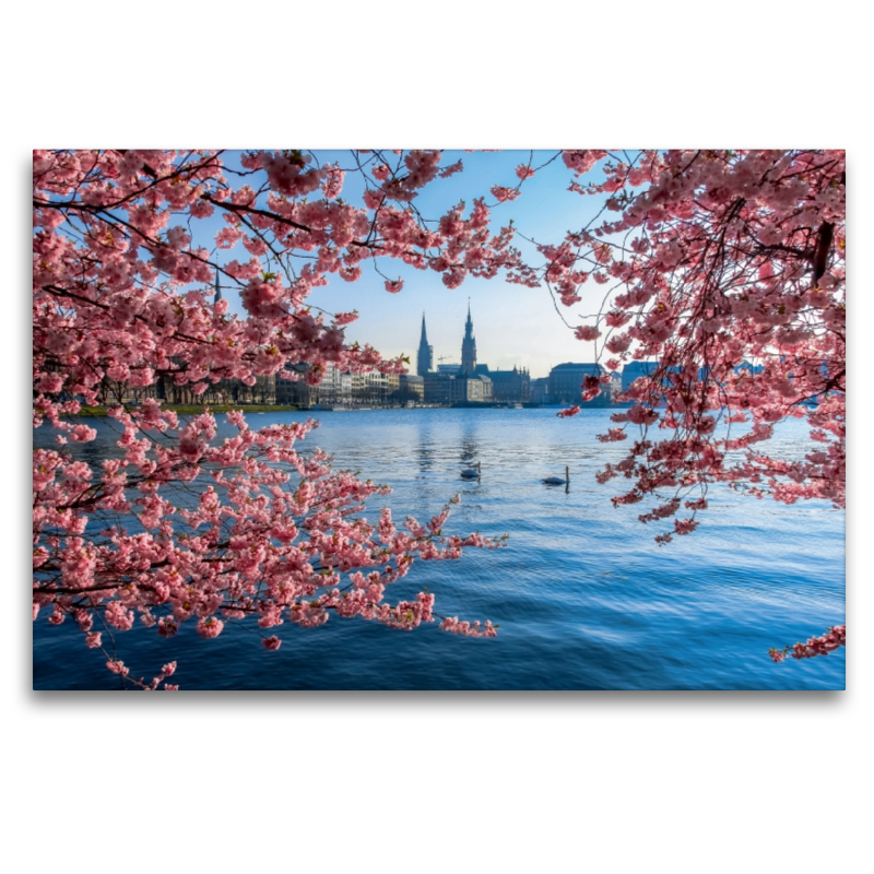 Japanische Kirschblüten an der Binnenalster