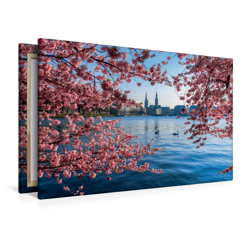 Japanische Kirschblüten an der Binnenalster