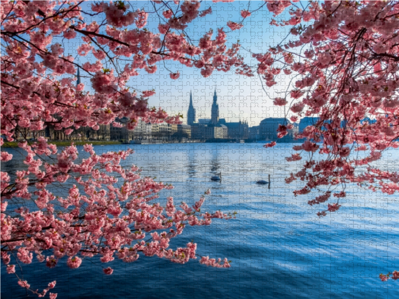 Japanische Kirschblüten an der Binnenalster