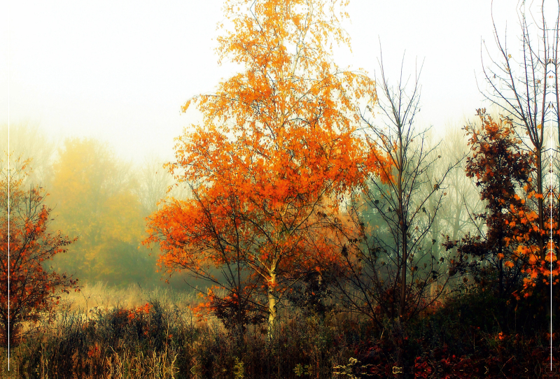 Herbst im Pennigbüttelermoor / Teufelsmoor