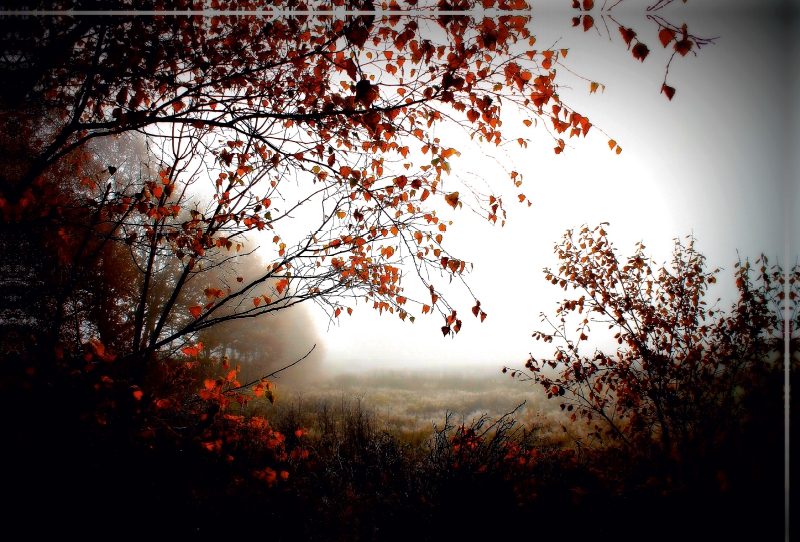 Herbstlicht im Pennigbüttelermoor