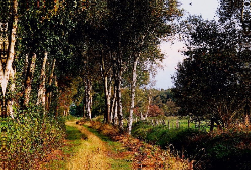 Das Randmoor in Pennigbüttel im Teufelsmoor