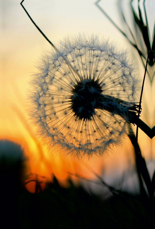 Pusteblume im Abendlicht