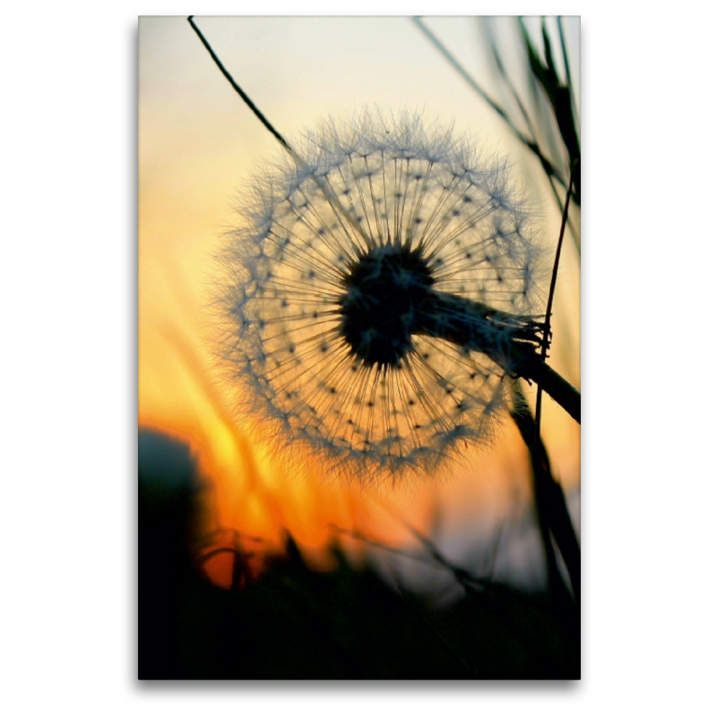 Pusteblume im Abendlicht