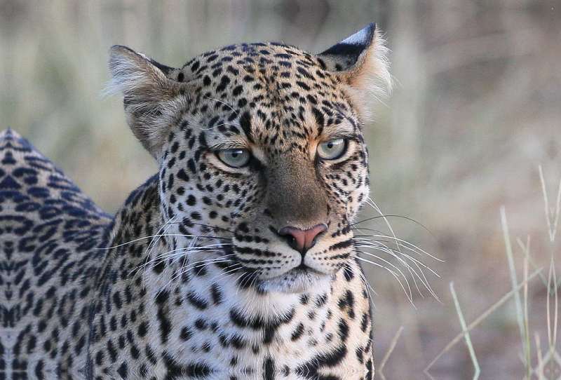 Leoparden – Augen-Blick