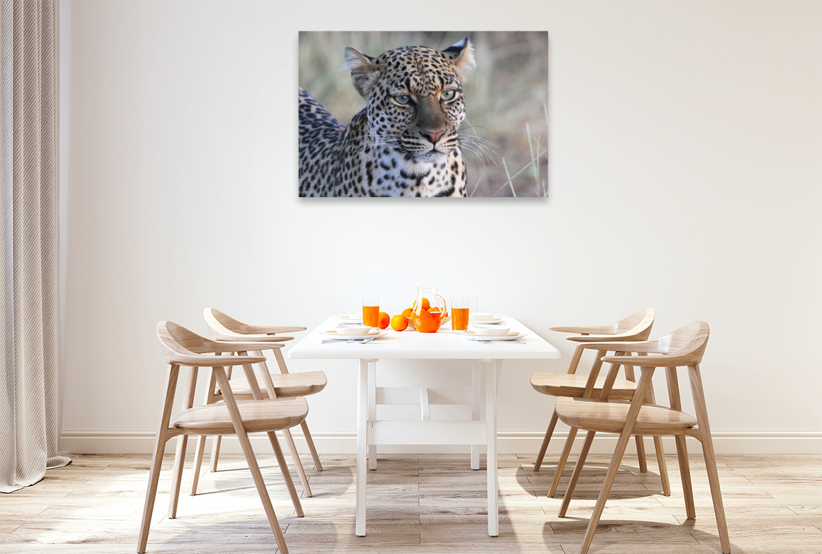 Leoparden – Augen-Blick