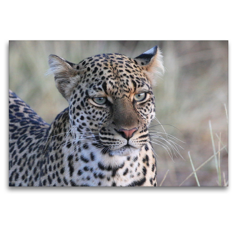 Leoparden – Augen-Blick