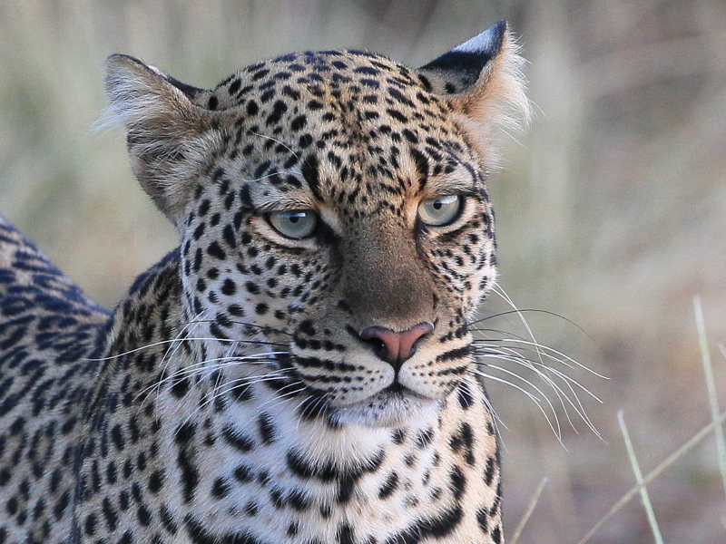 Leoparden – Augen-Blick