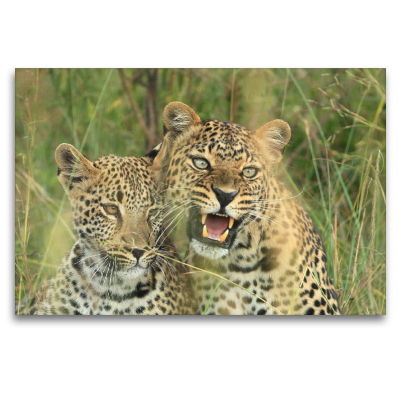 Leoparden – Vorsicht!