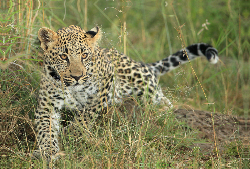 Leoparden – Kleiner unterwegs