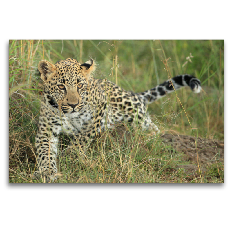 Leoparden – Kleiner unterwegs