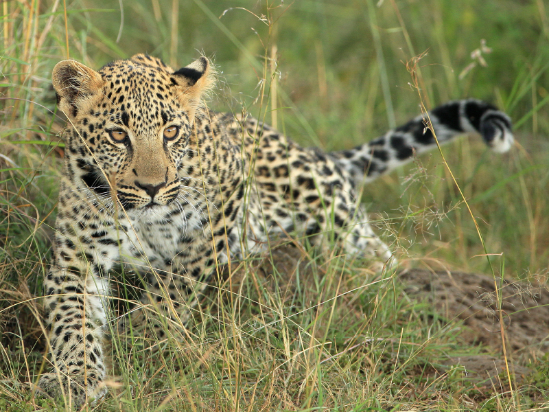 Leoparden – Kleiner unterwegs