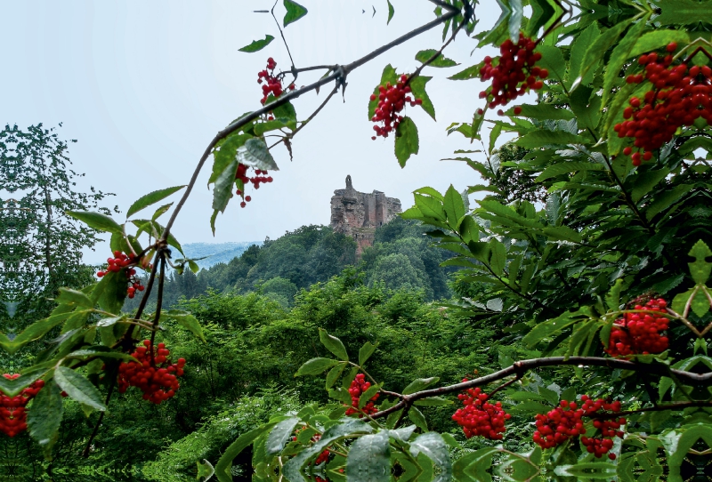 Die Ruine des Schlosses Fleckenstein.