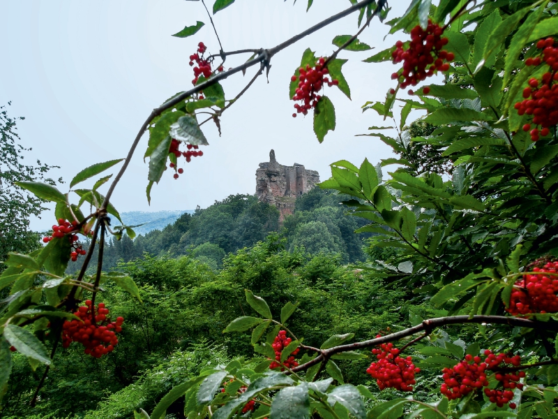 Die Ruine des Schlosses Fleckenstein.