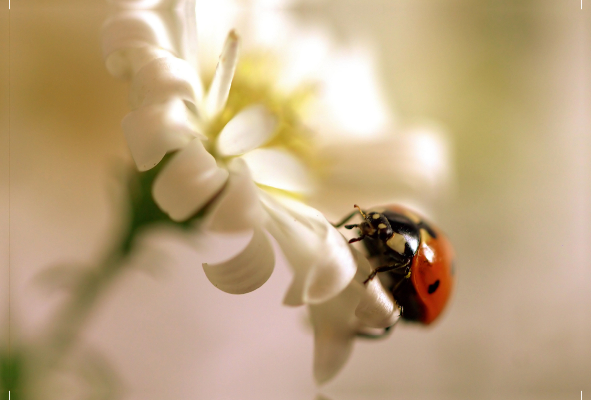 Marienkäfer an weißer Blüte