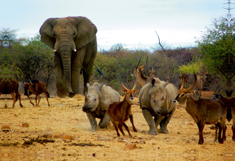 Elefant und andere afrikanische Tiere