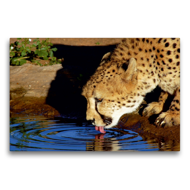 Gepard