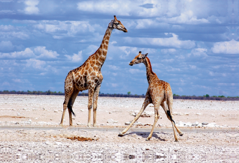 Etosha Giraffen