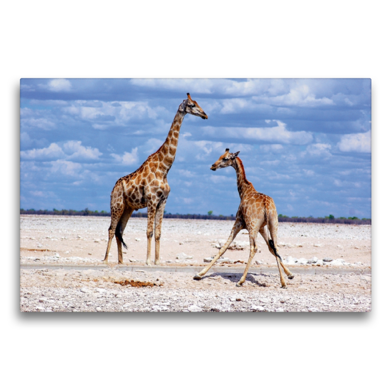 Etosha Giraffen