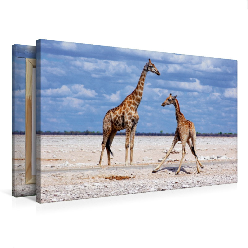 Etosha Giraffen