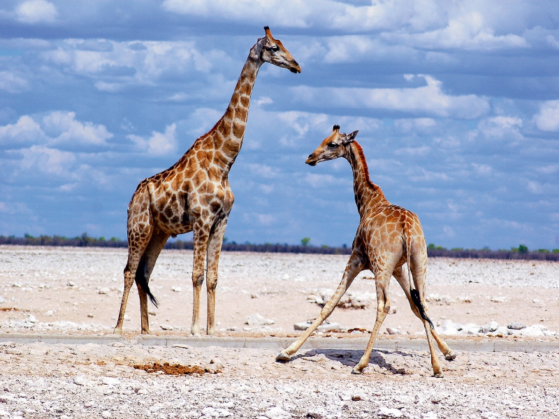 Etosha Giraffen