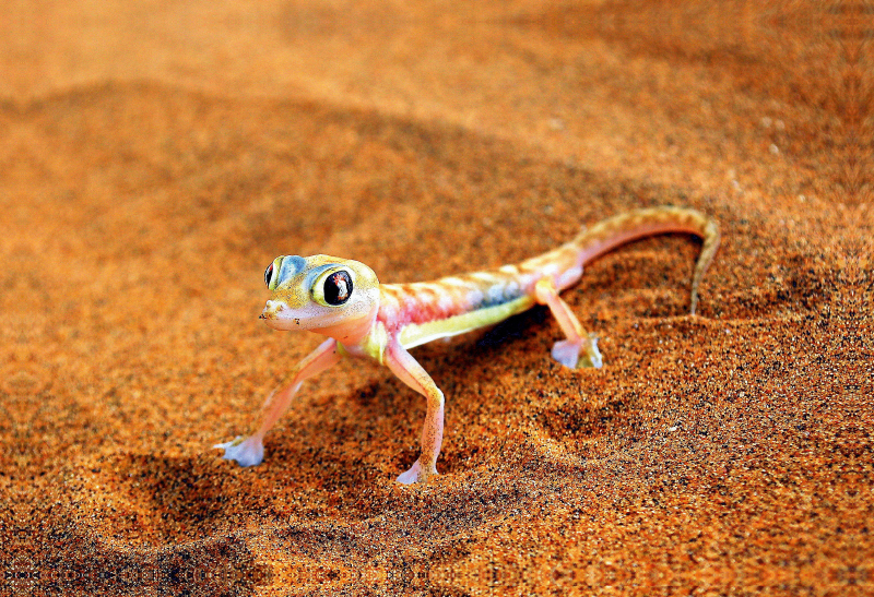 Gecko