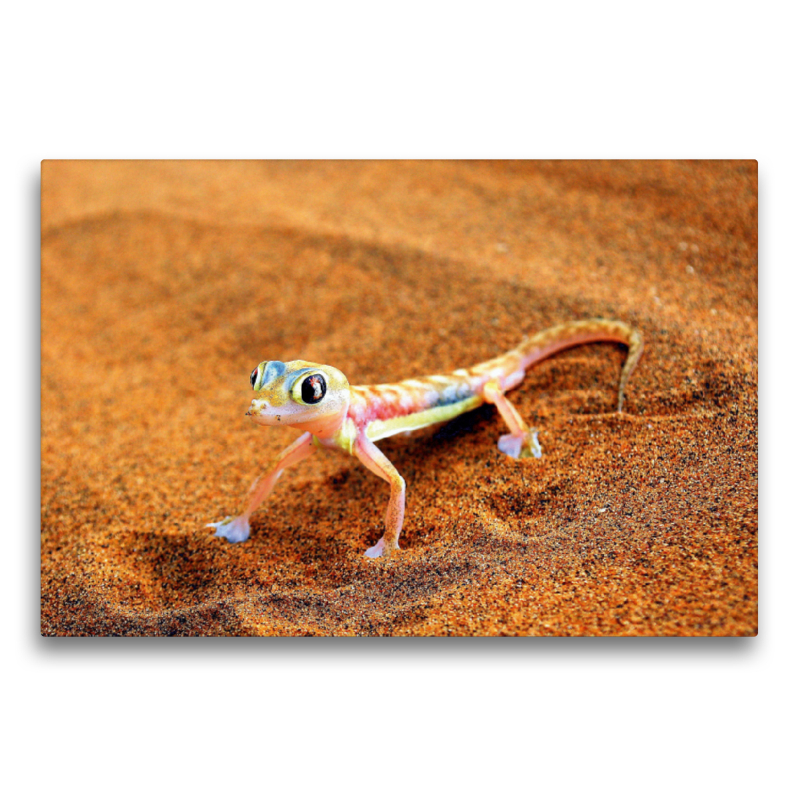 Gecko