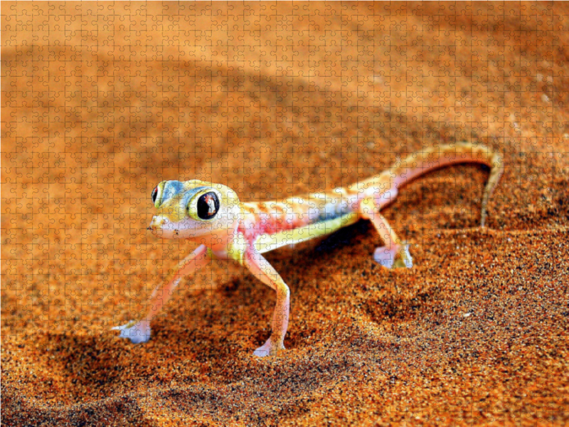 Gecko