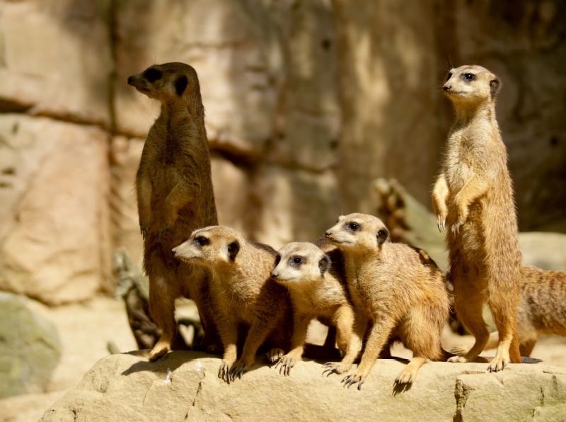 Erdmännchen gemeinsam auf Wachposten